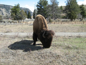 Yellowstone Buffalo 3 2015