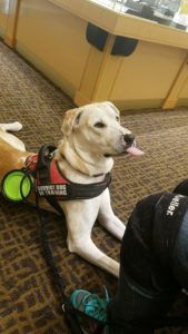 Texas hotel to pay damages for refusing service to disabled veteran w/ service dog