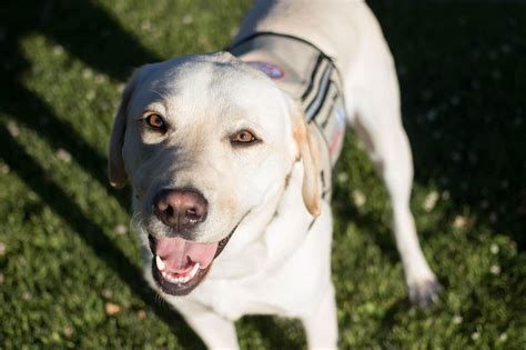 Sully, President Bush’s service dog, trains for work at Walter Reed