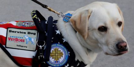 President George H.W. Bush’s service dog ‘enlists’ at Walter Reed