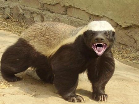 honey badger